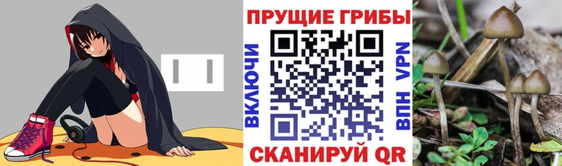OMG зеркало  Сунжа  Псилоцибиновые грибы мухоморы 