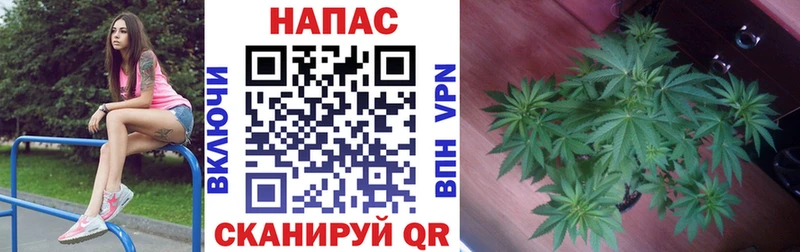 Конопля конопля  наркошоп  blacksprut ссылка  Сунжа 